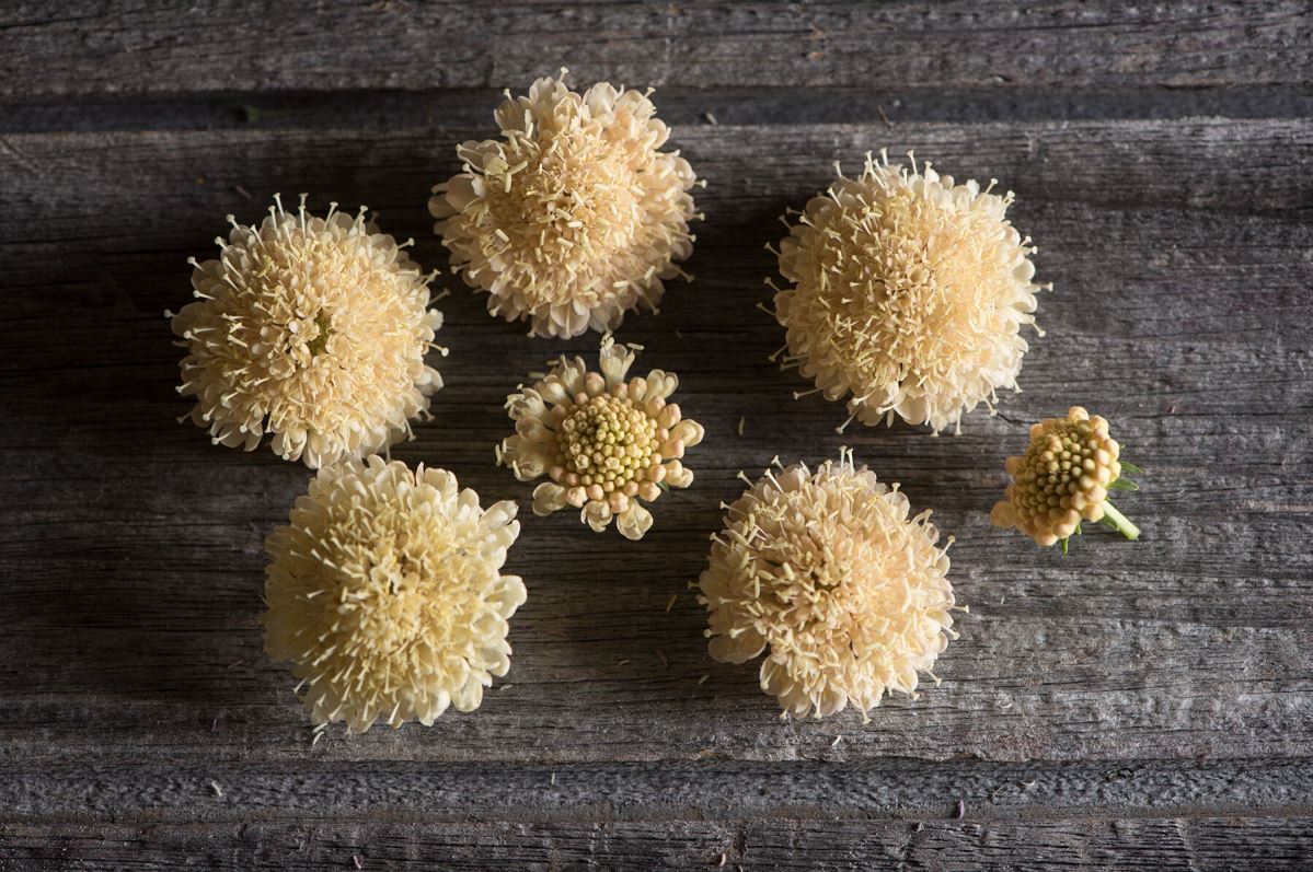 Fata Morgana – Scabiosa Seed